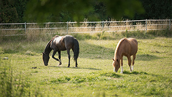 Weidegang im Sommer & Winter