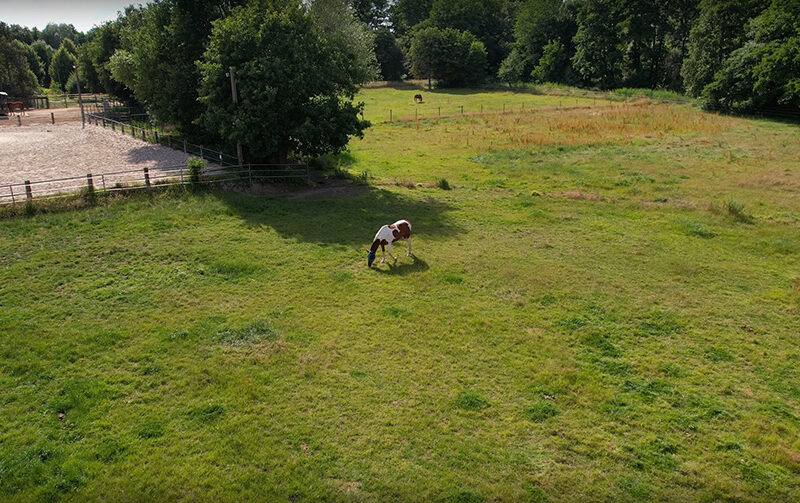 royal_horses_issum_home_02