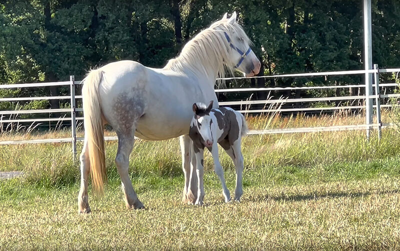 royal_horses_issum_home_07