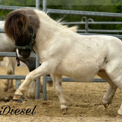 verkaufspferd-diesel_02